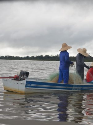 O período de defeso do tambaqui (Colossoma macropomum) no Amazonas, que ocorre anualmente entre 1º de outubro e 31 de março, chega ao fim nesta segunda-feira (31/03), permitindo que, a partir de 1º de abril, a pesca seja retomada. Essa medida é fundamental para garantir a preservação da espécie, protegendo sua reprodução natural durante os meses de defeso e assegurando a sustentabilidade dos estoques pesqueiros.
